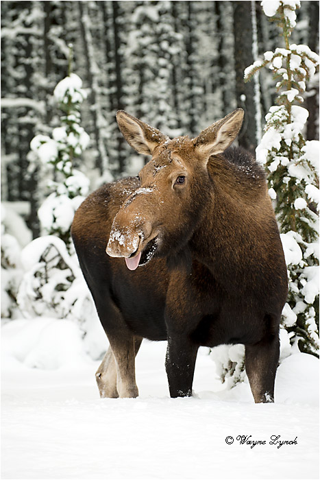 Cow Moose by Dr. Wayne Lynch &copy;